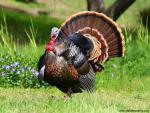 Animals_562