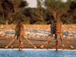 Animals_569
