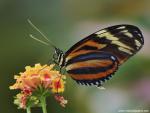 Animals_571