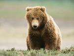 Animals_575