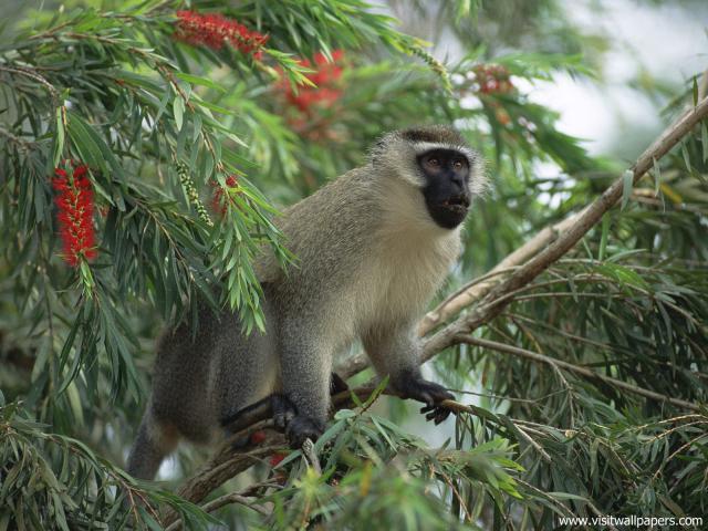 Animals_580