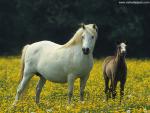 Animals_582