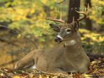 Animals_583