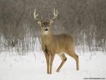Animals_584