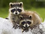Animals_588