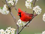 Birds_201