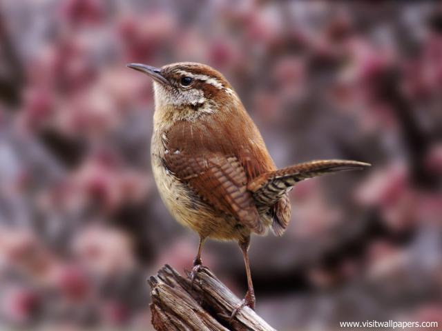Birds_202
