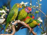 Birds_204