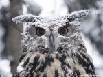 Birds_206