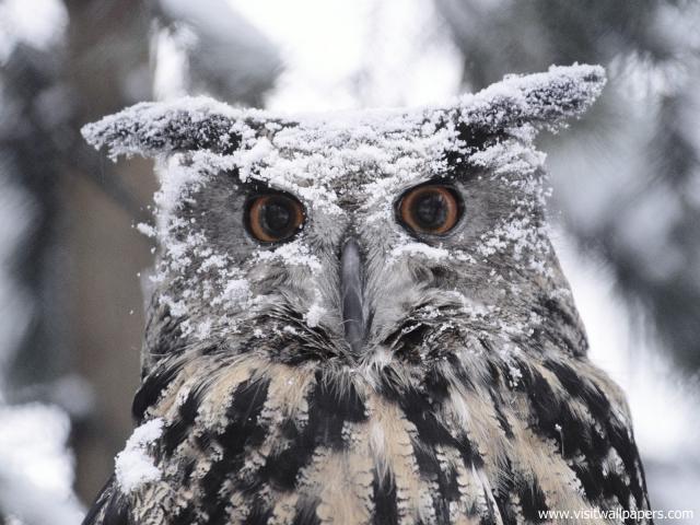 Birds_206