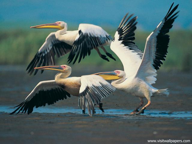 Birds_207