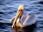 Birds_208