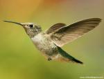 Birds_210