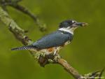 Birds_211