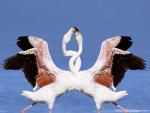 Birds_212