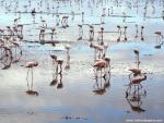 Birds_213