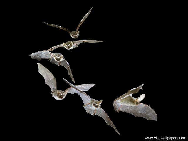 Birds_214