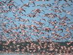 Birds_215