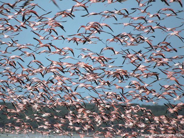 Birds_215