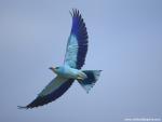 Birds_216