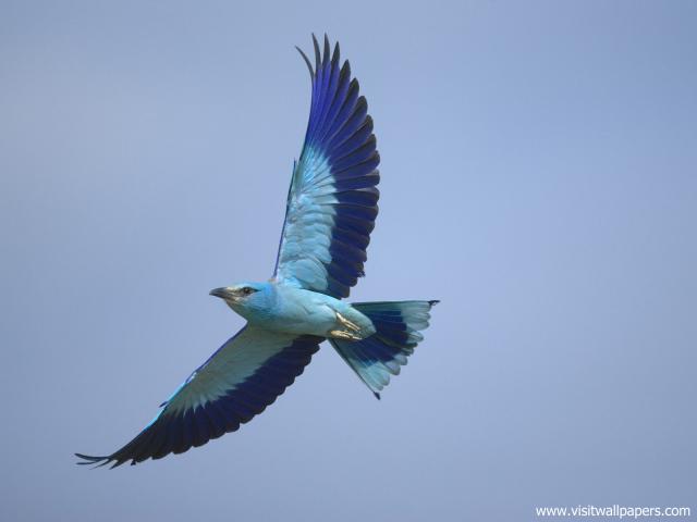 Birds_216
