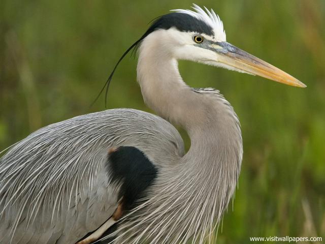 Birds_220