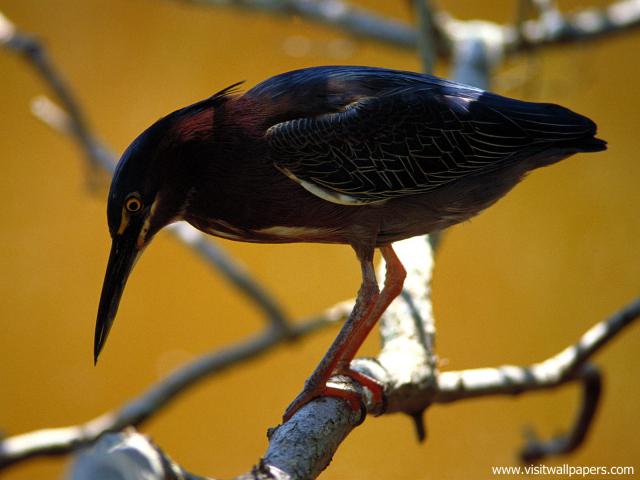 Birds_226