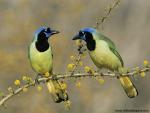 Birds_227