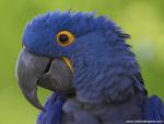 Birds_230