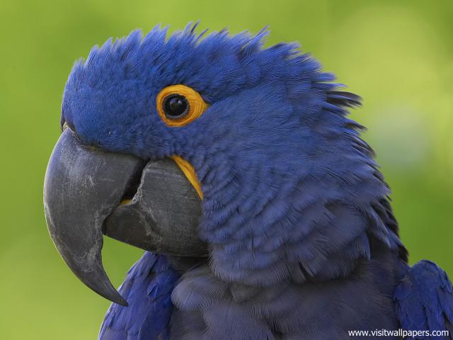 Birds_230