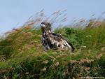 Birds_231