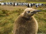 Birds_234