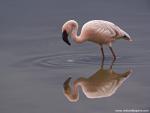 Birds_236