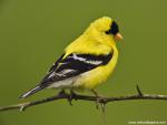 Birds_238
