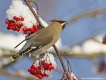 Birds_239