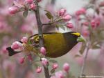 Birds_241