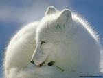 Animals_590
