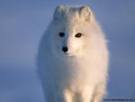 Animals_591