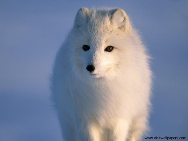 Animals_591