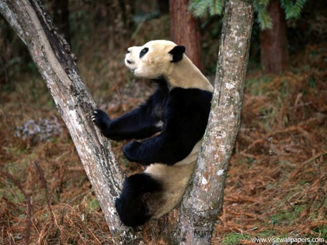 Animals_593