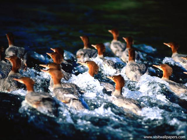 Animals_602