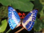 Animals_605