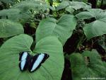 Animals_606