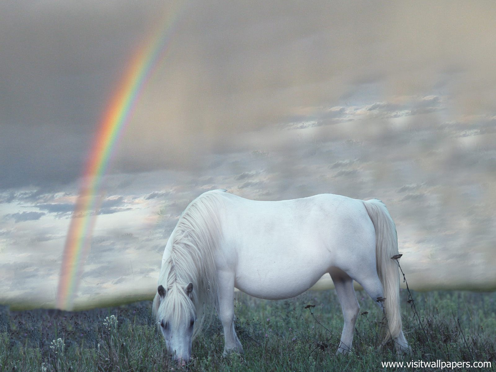 Animals_608