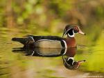 Animals_613
