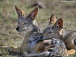 Animals_614