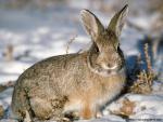 Animals_615