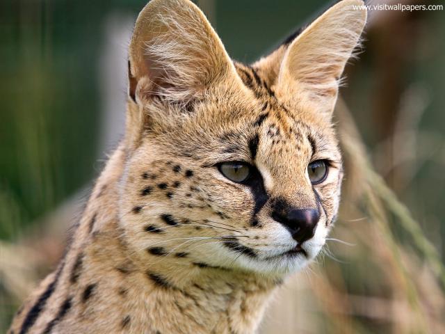 Animals_616