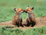 Animals_617