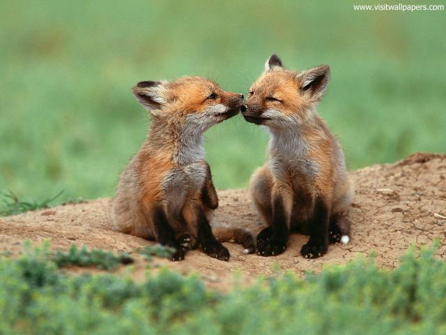 Animals_617